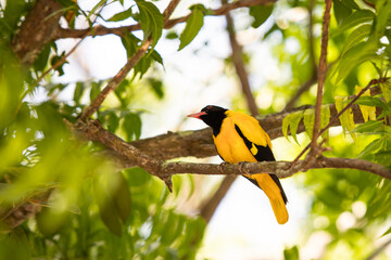 Black headed golden oriole, yellow bird