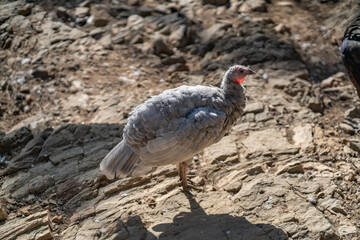 Turkeys walk and forage under bright daylight