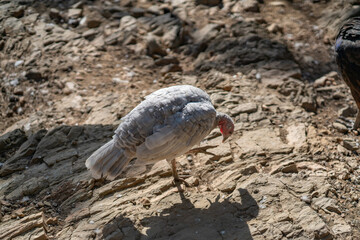 Turkeys walk and forage under bright daylight