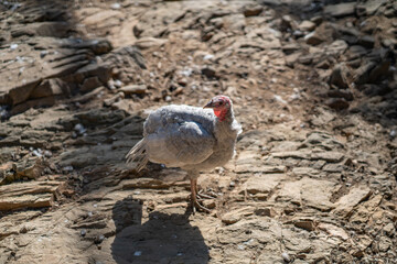 Turkeys walk and forage under bright daylight