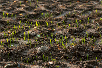 a field of barley in spring