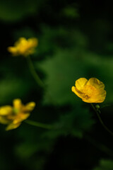 Yellow Flowers on Green