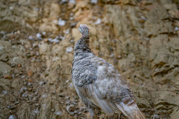 Turkeys walk and forage under bright daylight