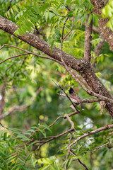 Pycnonotus cafer, rare birds, birds of sri lanka, india
