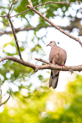 spotted dove sitting on a branch