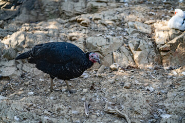 Turkeys walk and forage under bright daylight