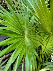 thatch palm tree leaves