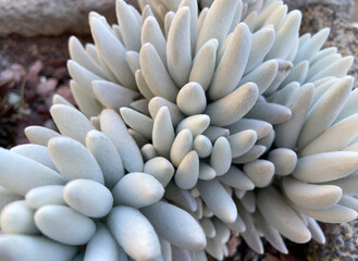 Caputia tomentosa or Woolly senecio tropical succulent ornamental plant close up in the garden of Tenerife,Canary Islands,Spain.Selective focus.