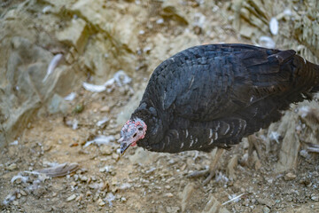 Turkeys walk and forage under bright daylight