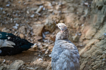 Turkeys walk and forage under bright daylight