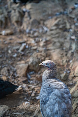 Turkeys walk and forage under bright daylight