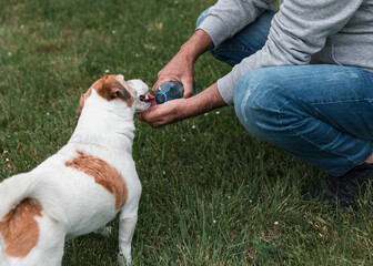 Thirsty Jack Russell Terrier Drinking Water from Bottle on Green Lawn