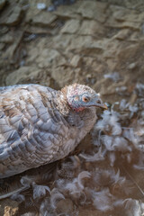 Turkeys walk and forage under bright daylight