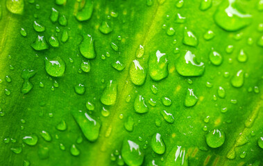 Beautiful large drop morning dew in nature, Drops of clean transparent water on leaves. Sun glare in drop. rainy season natural background