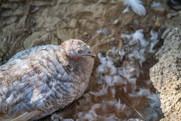 Turkeys walk and forage under bright daylight