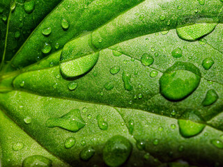 Beautiful large drop morning dew in nature, Drops of clean transparent water on leaves. Sun glare...