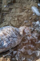 Turkeys walk and forage under bright daylight