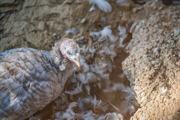 Turkeys walk and forage under bright daylight