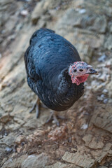 Turkeys walk and forage under bright daylight