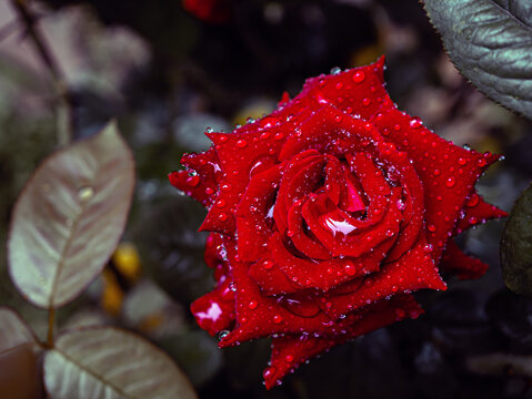 Red rose with water drops on them on the rose tree, rose leaves close-up Raindrops on red rose petals