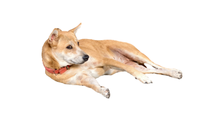 Brown Thai dog is resting on white background isolate