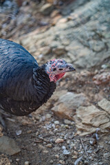 Turkeys walk and forage under bright daylight