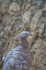 Turkeys walk and forage under bright daylight