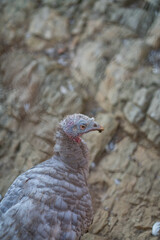 Turkeys walk and forage under bright daylight