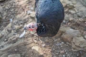 Turkeys walk and forage under bright daylight