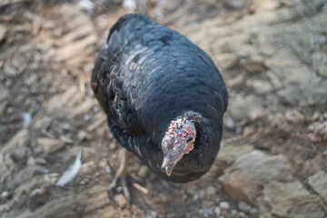 Turkeys walk and forage under bright daylight