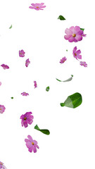 pink flowers and leaves falling overlay