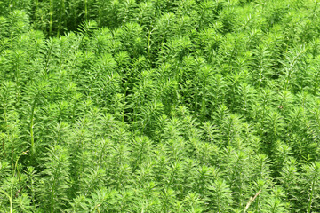 Myriophyllum aquaticum or parrot feather, an aquatic perennial plant