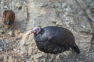 Turkeys walk and forage under bright daylight