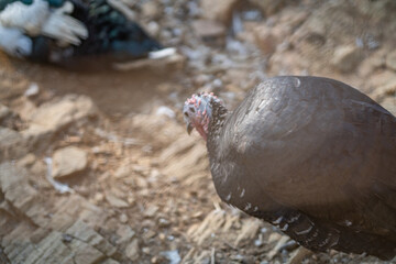 Turkeys walk and forage under bright daylight