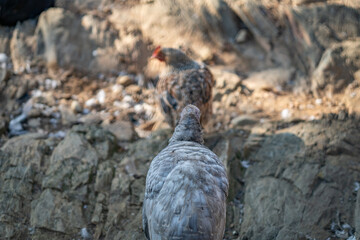 Turkeys walk and forage under bright daylight