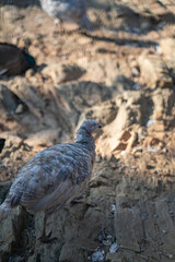 Turkeys walk and forage under bright daylight