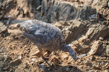 Turkeys walk and forage under bright daylight