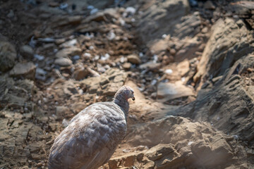 Turkeys walk and forage under bright daylight