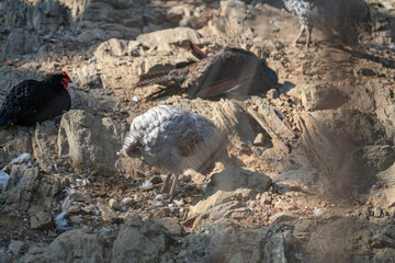 Turkeys walk and forage under bright daylight