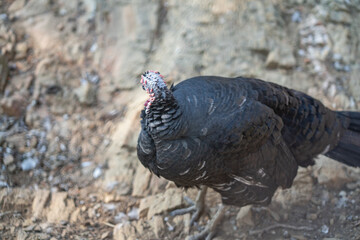 Turkeys walk and forage under bright daylight
