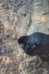 Turkeys walk and forage under bright daylight
