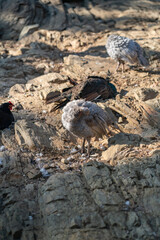 Turkeys walk and forage under bright daylight