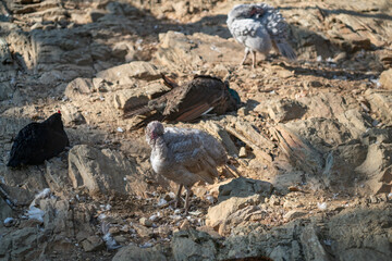 Turkeys walk and forage under bright daylight