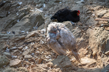 Turkeys walk and forage under bright daylight