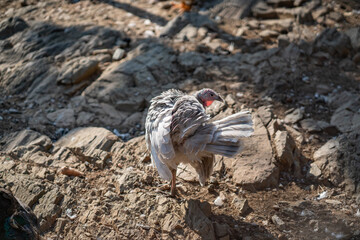 Turkeys walk and forage under bright daylight
