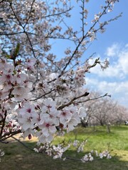 cherry tree blossom