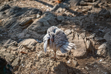 Turkeys walk and forage under bright daylight