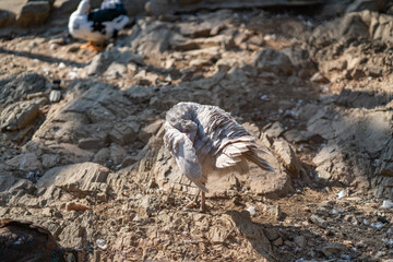 Turkeys walk and forage under bright daylight