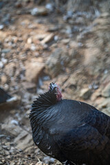 Turkeys walk and forage under bright daylight