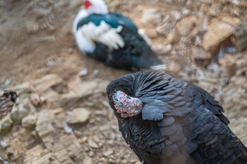 Turkeys walk and forage under bright daylight